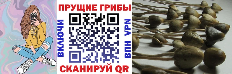 Галлюциногенные грибы прущие грибы  Купить  Белинский 